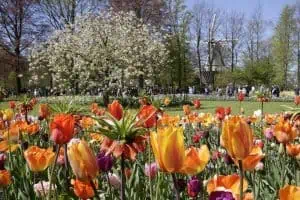 Keukenhof