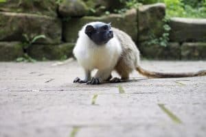 ביקור בפארק הקופים אפנהול (Apenheul) זוהי חוויה אדירה לכל המשפחה