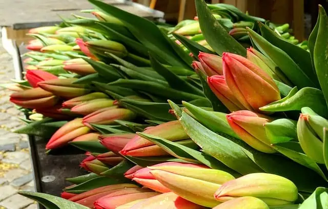 פרח הטוליפ בשוק הצף של אמסטרדם