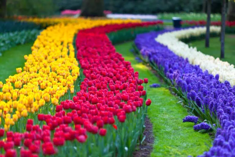 Keukenhof